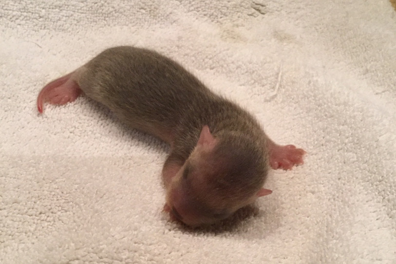 Premier Bebe De L Annee Au Zoo Du Bois Du Petit Chateau Rtn Votre Radio Regionale