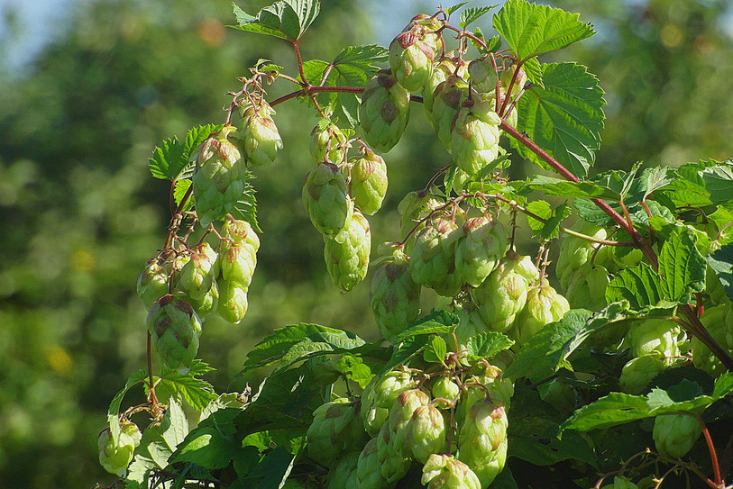 Le houblon produit en suisse couvre entre 10 et 12% de la consommation. (image: LDD)