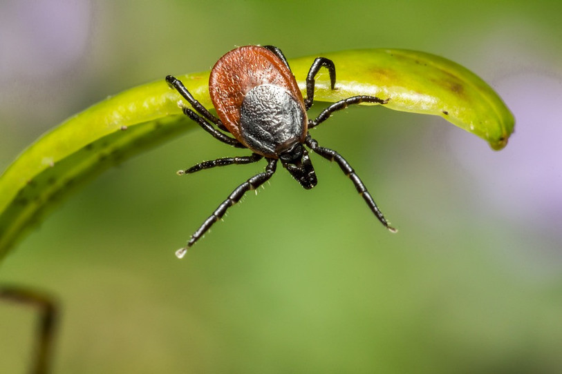 L'ixodes ricinus, la tique la plus courante en Suisse. (photo : pixabay)