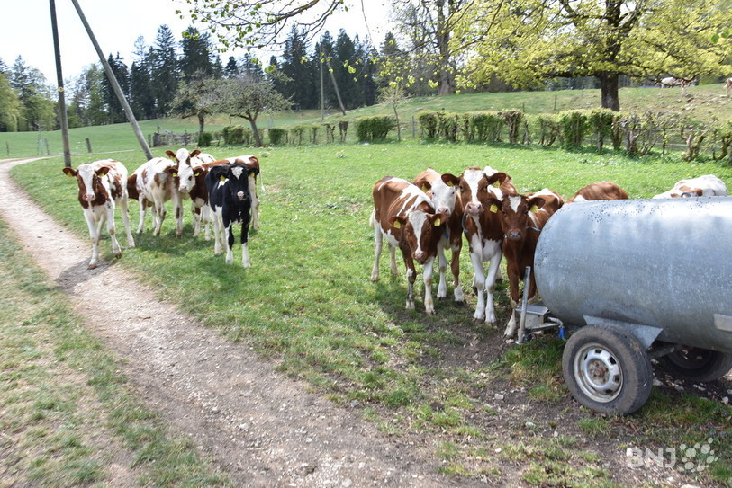  Il n'y aura pas de bovins d'exploitations agricoles suisses cette année en France. Les éleveurs jurassiens concernés doivent donc s'adapter.