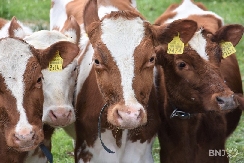 Des vaches vagabondent entre Bure et Fahy. (photo : archives)