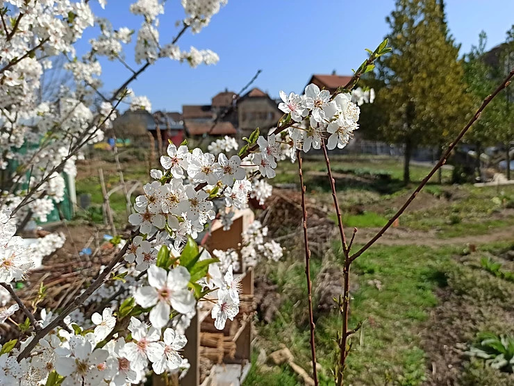 Le Jardin du Ruau à Saint-Blaise est en cours d'aménagement dans une ambiance printanière. (photo: Jardin du Ruau)