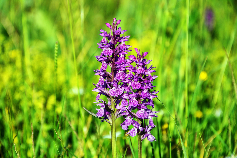 Les orchidées sont protégées en Suisse. (image d'illustration)