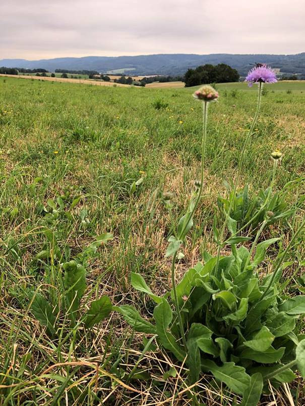 Les prairies jurassiennes devraient être plus diversifiées, grâce à un nouveau projet. (Photo : Fondation rurale interjurassienne)
