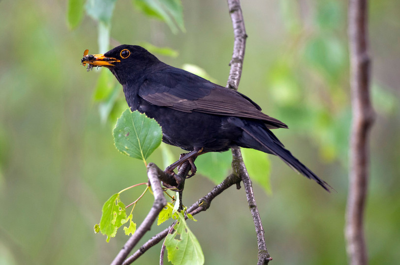Le merle noir est l'une des espèces les plus répandues dans les jardins. (photo : Michael Gerber)