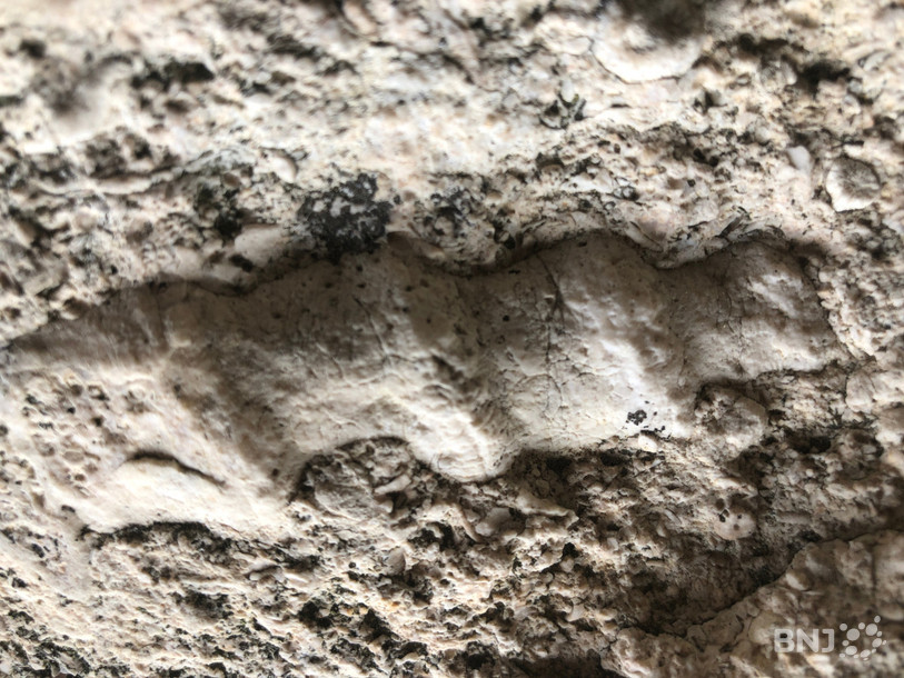 Un coquillage très bien conservé sur le devant du sarcophage.