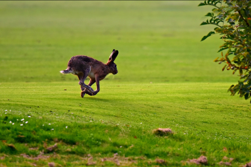 Le lièvre courra moins de risques dès cet automne dans le canton de Neuchâtel. (Photo : Image par Mabel Amber de Pixabay)