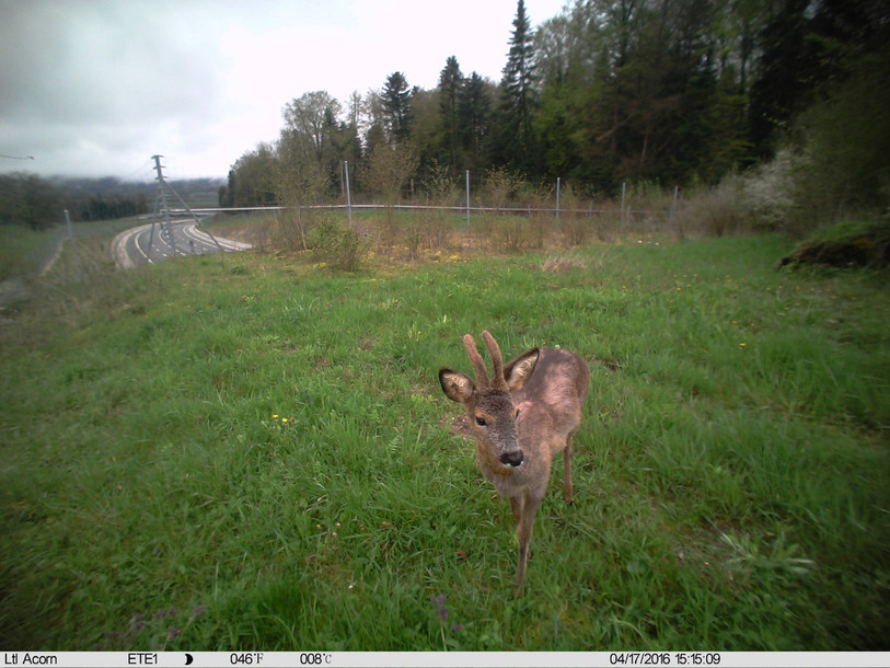 Un chevreuil photographié en 2016 sur le passage supérieur du Bô d'Estai. (Photo : Biotec).