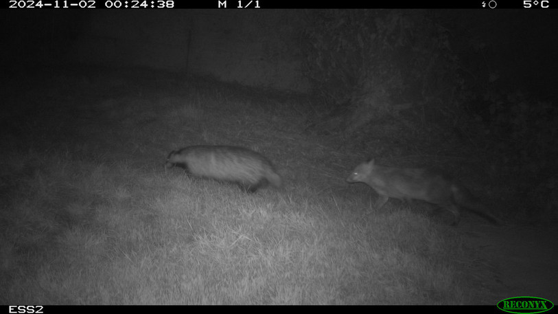 Petite balade nocturne pour un renard et un blaireau dans le passage inférieur d'Essapeux. (Photo : Biotec).
