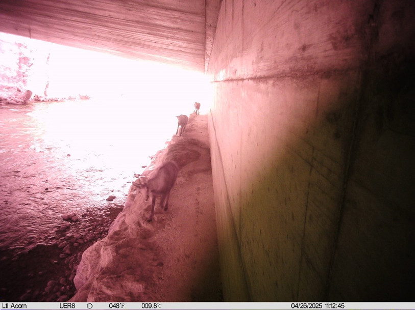 Une harde de chamois emprunte le trottoir sous le viaduc à Choindez en 2025. (Photo : Biotec).