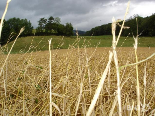 La fête des moissons à l'ancienne est reportée en juillet 2021.