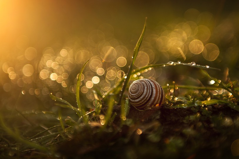 Escargot au jardin
