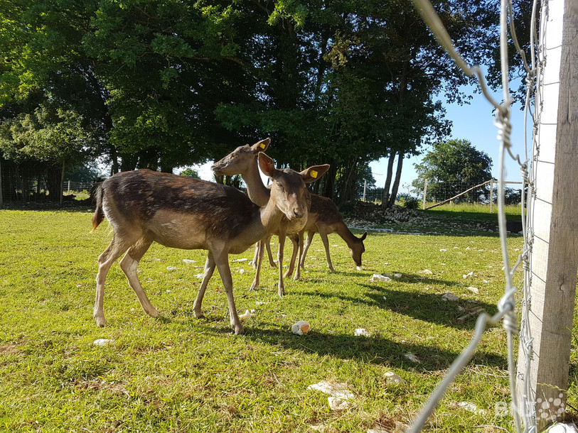 Une cinquantaine de biches, daims et cerfs se sont échappés lors des deux effractions.