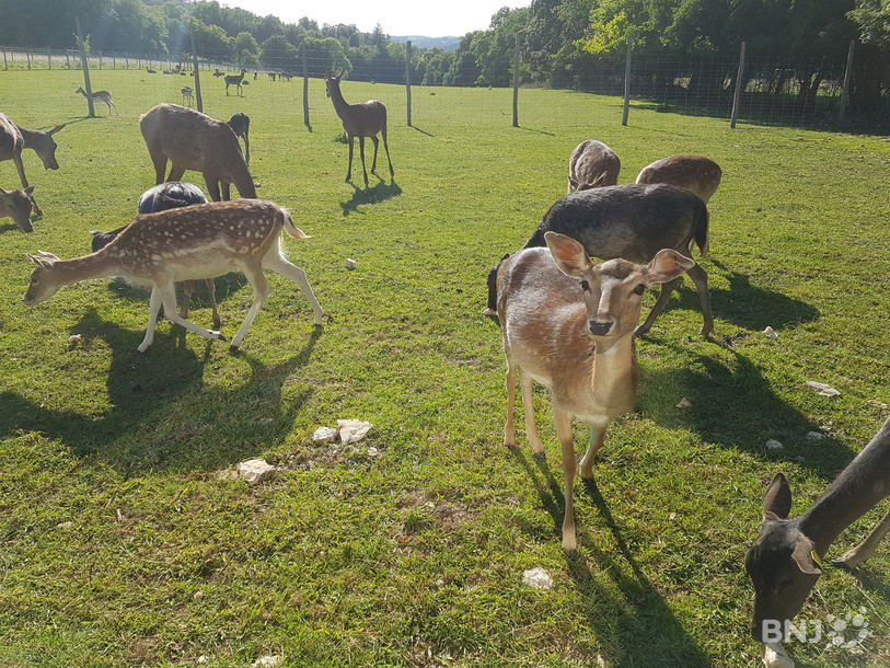 Neuf cervidés ne sont pas encore revenus dans le parc de François Gerber. Les femelles pourraient avoir mis bas dans la nature.