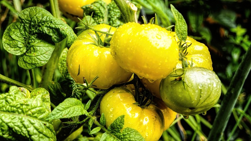 Tomates