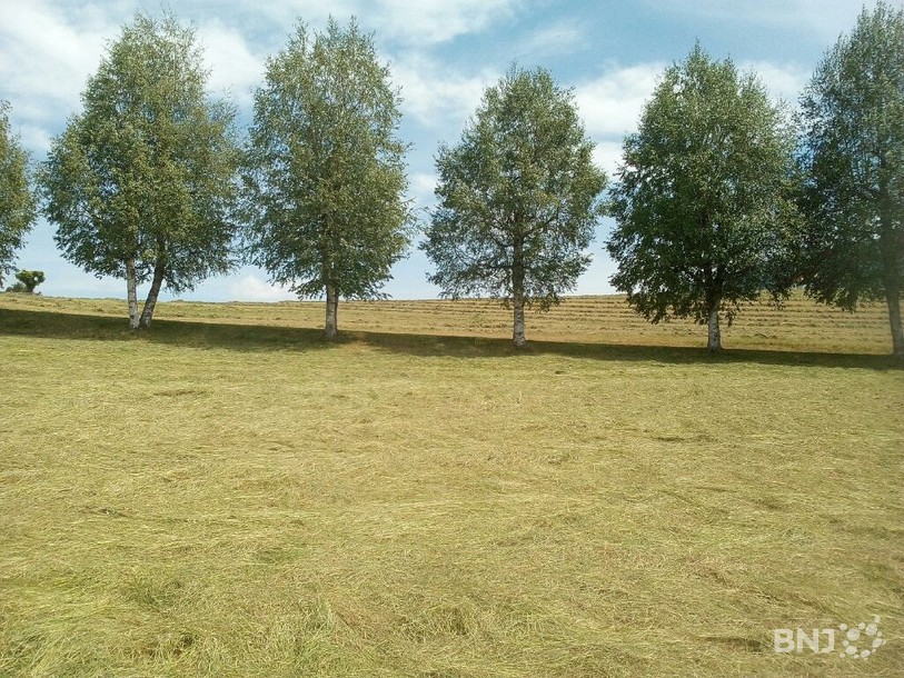 Les allées d'arbres, typiques du paysage du Val-de-Ruz, ont été valorisées dans le cadre du projet