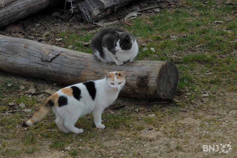 Le chat était à l'honneur lors de Terr'animale (photo: archives). 