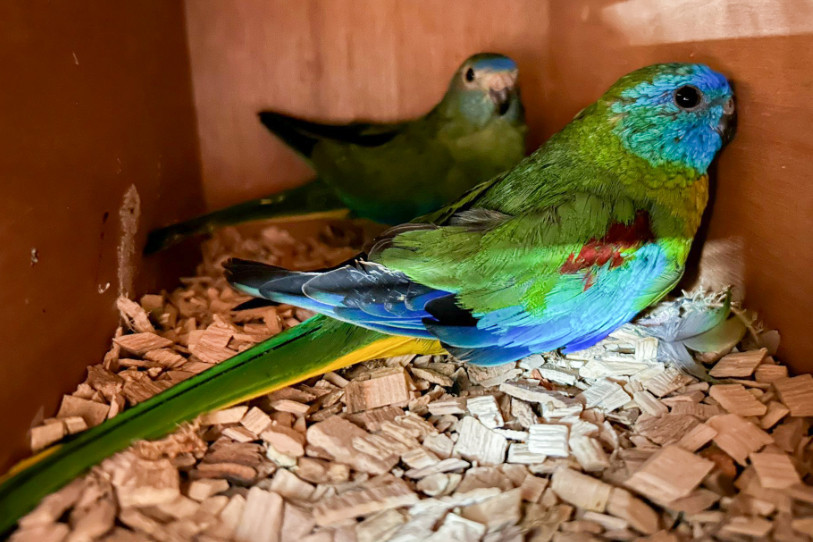 Plus de 50 oiseaux ont été importés illégalement en Suisse. (Photo : OFDF.)