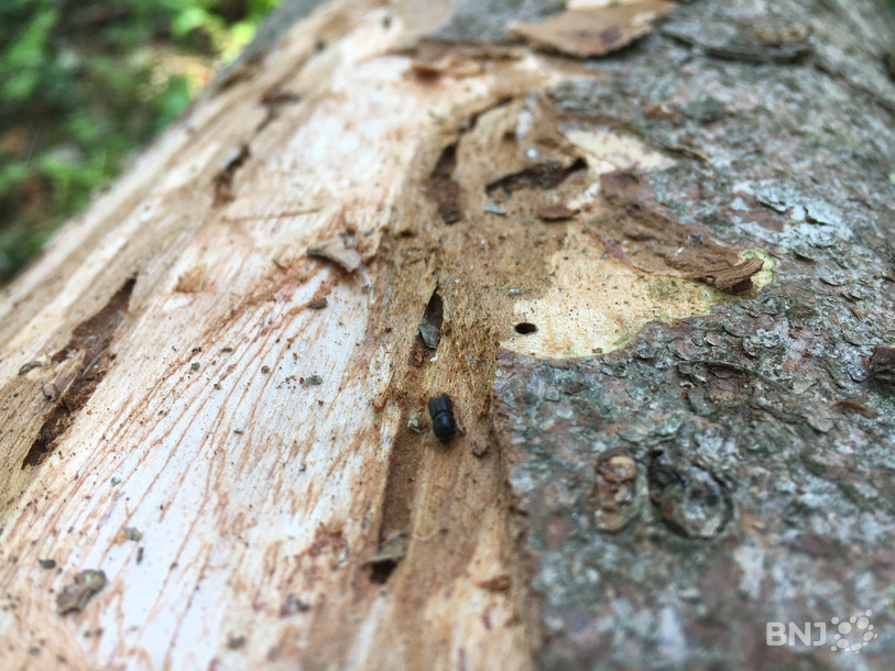Le bostryche creuse des galeries dans l'écorce des arbres pour y pondre ses œufs.