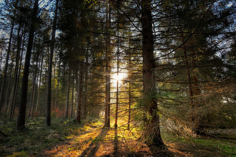 La forêt (illustration ldd)