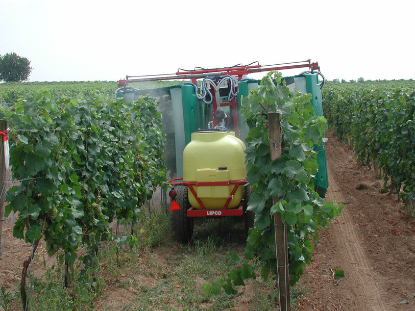 Longtemps utilisé notamment dans les vignes, le chlorothalonil est interdit en Suisse depuis cette année. (Photo: Karl Bauer, Wikipedia)