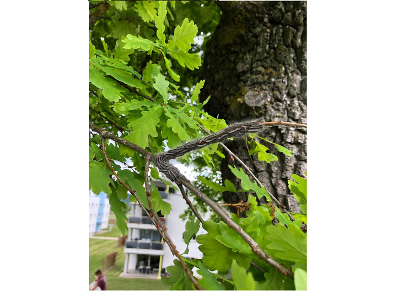 Les poils des chenilles processionnaires sont urticants (photo : Joël Burkhalter).