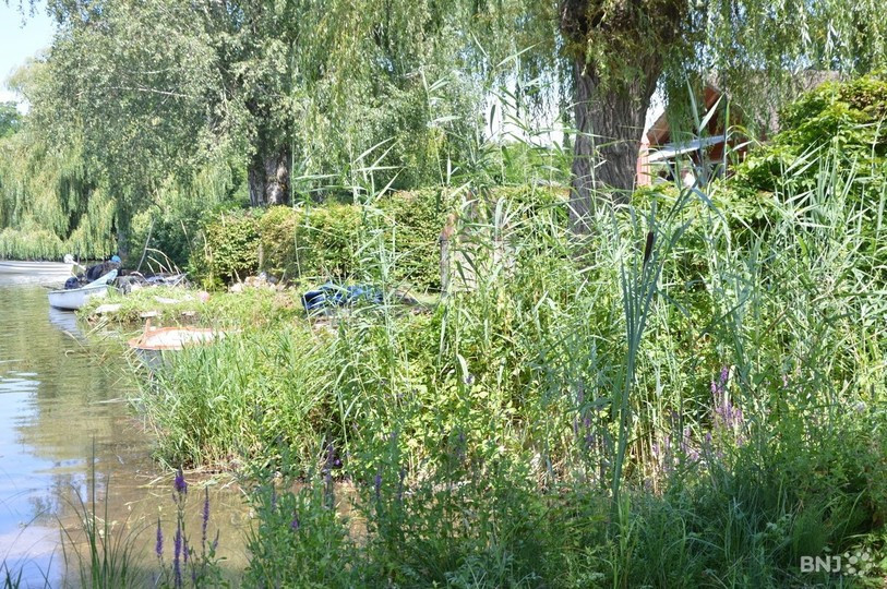 Les espèces de la Grande Cariçaie ont été touchées par la météo de 2021. (Photo : archives).