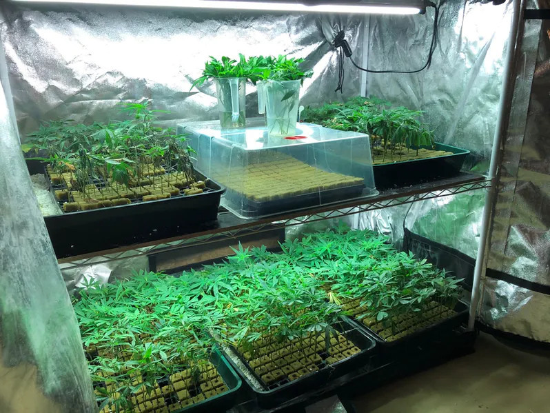 Une installation indoor de plus de 3'330 plantes de chanvre, à différents stades de croissance a été découverte. (Photo: police cantonale bernoise)