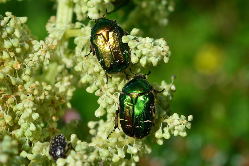 Pucerons