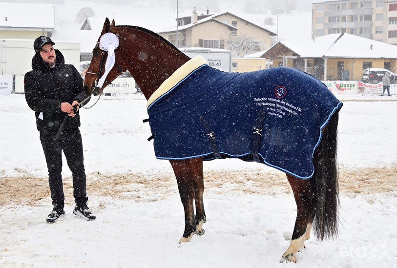 L'étalon Cedric qui appartient à la famille Juillard de Damvant a remporté la sélection nationale 2026. (Photo : Georges Henz).