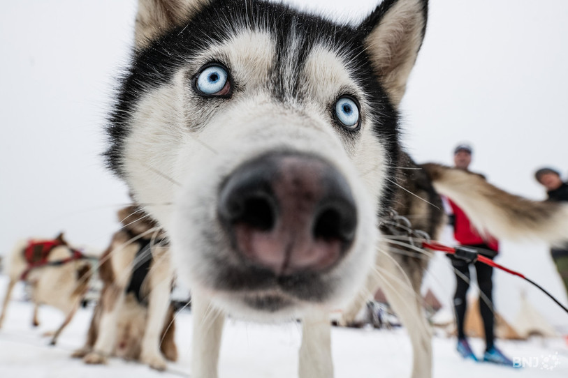 Trouver ou proposer des nouvelles balades pour la sortie quotidienne de Médor, c'est ce que propose l'application Play-dogs. (Photo : archives)