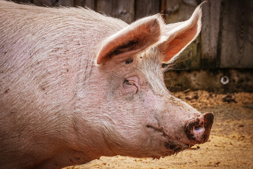 Les tests effectués sur des cochons importés illégalement ont coûté 13'000 francs au canton. (Image d'illustration ldd).