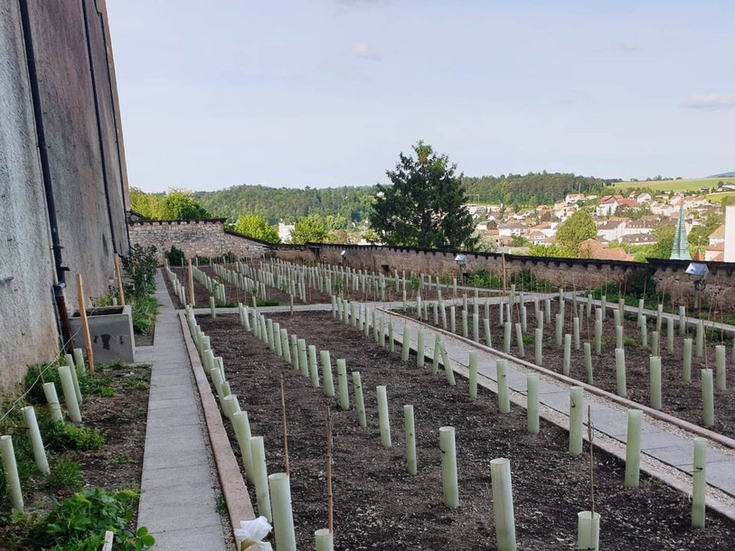 Les pieds de vigne ont été installés au pied du mur...