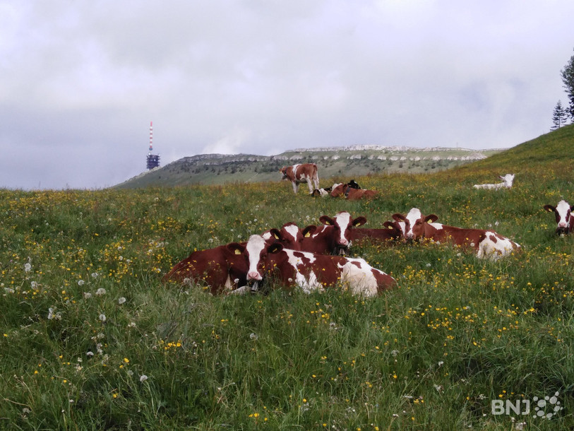 Les vaches de l'Egasse pourraient endommager les voitures parquées à proximité selon Peter Gerber.