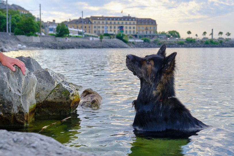 Six chiens sont morts, probablement empoisonnés par une bactérie se trouvant dans le lac. (Photo archives: Bernard Python, Atelier 333)