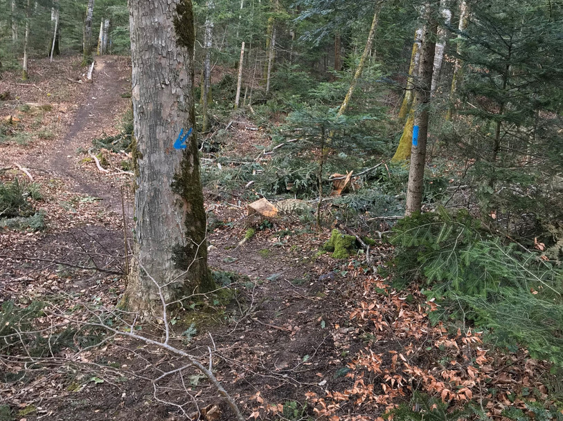 Un sentier de descente nouvellement implanté et « balisé » à Bassecourt. (Photo : Office de l'environnement)