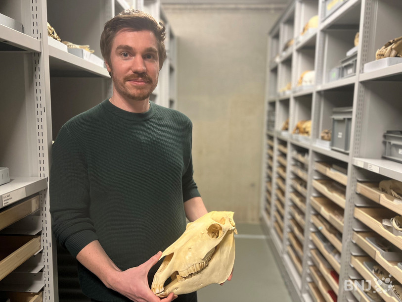 Le Dr Jérémy Tissier au sein des collections Jurassica, ici avec un crâne d'âne, descendant des périssodactyles.