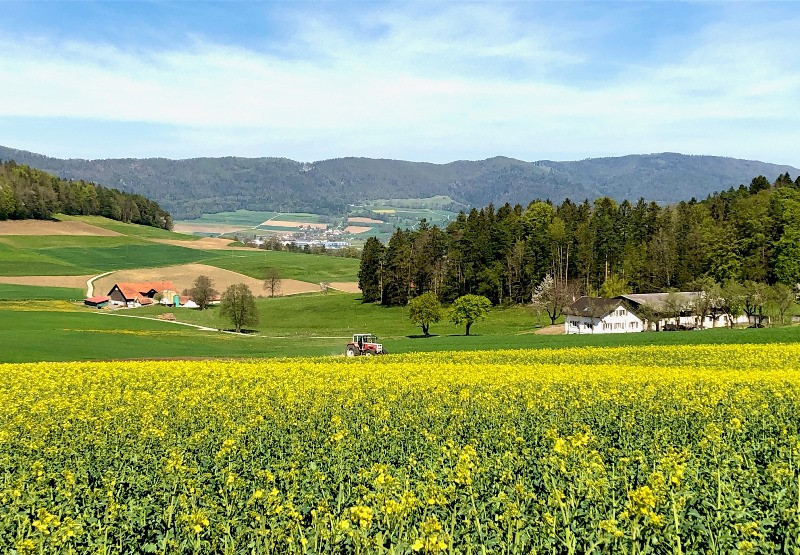 Le nombre d'exploitations agricoles est passé sous la barre symbolique des 1'000 en 2021, selon le Memento statistique jurassien. (Photo : illustration).