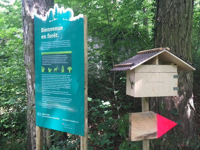 Le triage forestier de La Baroche pour découvrir la biodiversité. (Photo : canton du Jura).