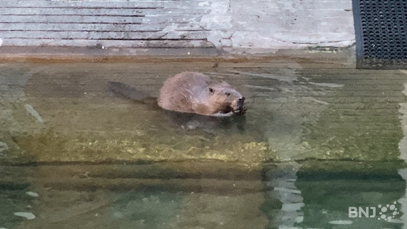 Un castor a été aperçu en ville de Bienne, barbotant dans la Suze à la hauteur de la Colonie des cygnes.