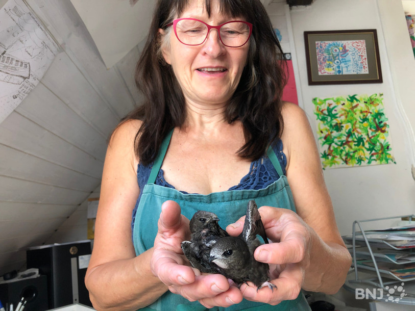Dominique Eggler en 2020 avec deux martinets dans ses mains.