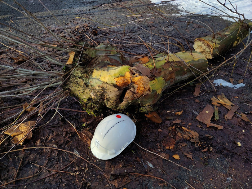 La branche qui s'est détachée pèse environ 80 kilos. Sa chute n'a pas fait de blessé. (Photo : Municipalité de Porrentruy)
