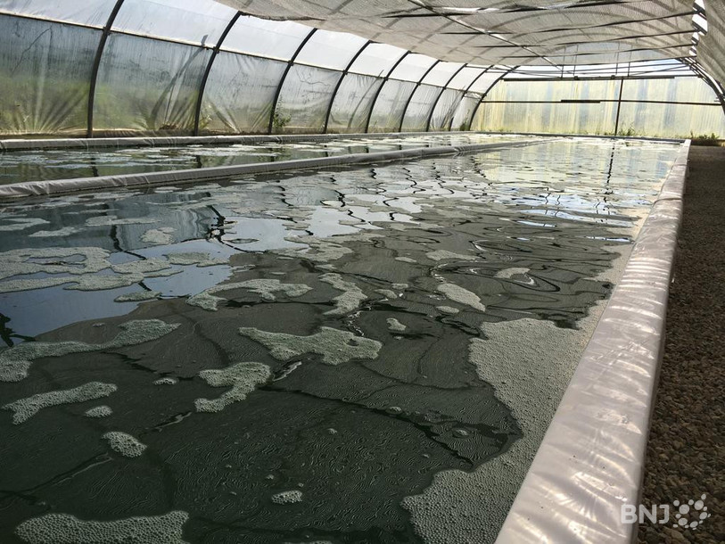 La spiruline pousse dans un bassin sous serre.