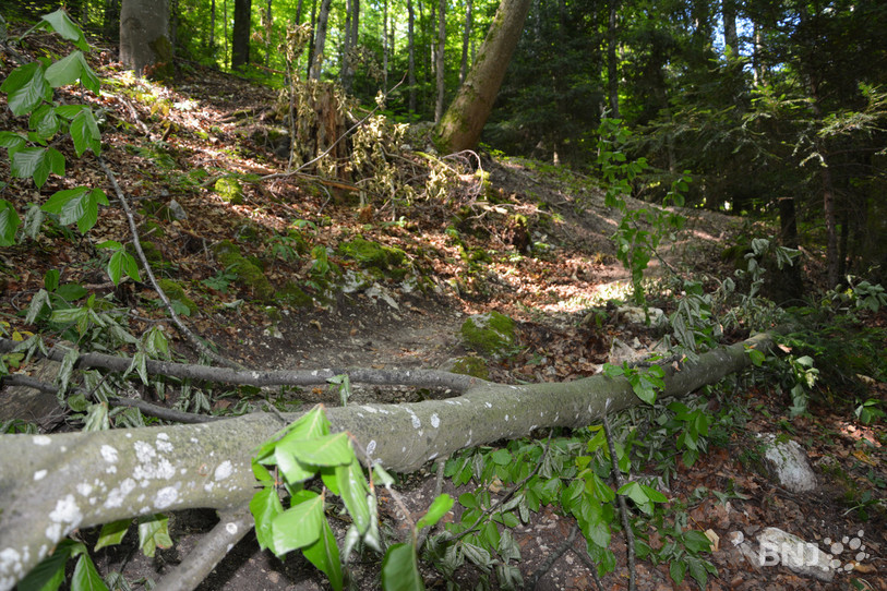 Un jeune arbre abattu pour couper le sentier.