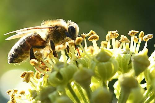 Le retour du gaucho présenterait un danger pour les abeilles, selon la FACJ (photo ldd).