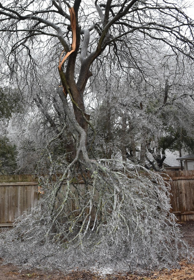 arbre