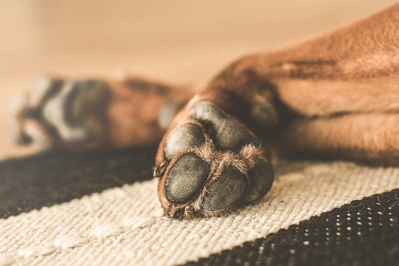La chienne sera remise sur pied. (Photo d'illustration: ldd).