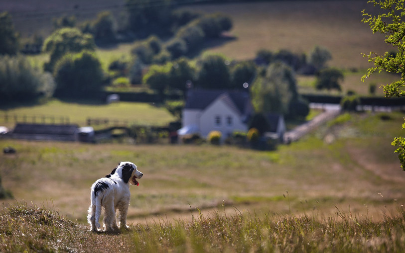 A Val-de-Ruz, une pétition a été lancée pour créer davantage d'espaces libres pour les chiens. (Photo : ldd).