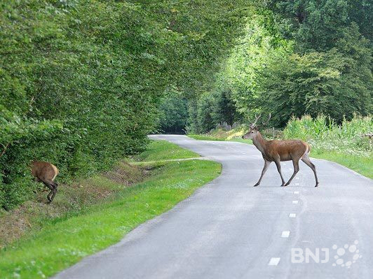 Entre Cressier et Le Landeron, le passage de la grande faune est entravé par l’A5, la voie CFF et la route cantonale. (Photo : archives)