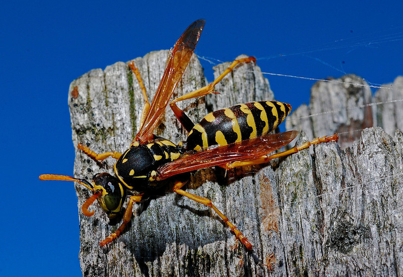 Contrairement à l’été passé, les fortes chaleurs ont favorisé le développement des populations d’insectes, telles que les guêpes et les mouches. (Photo libre de droits).